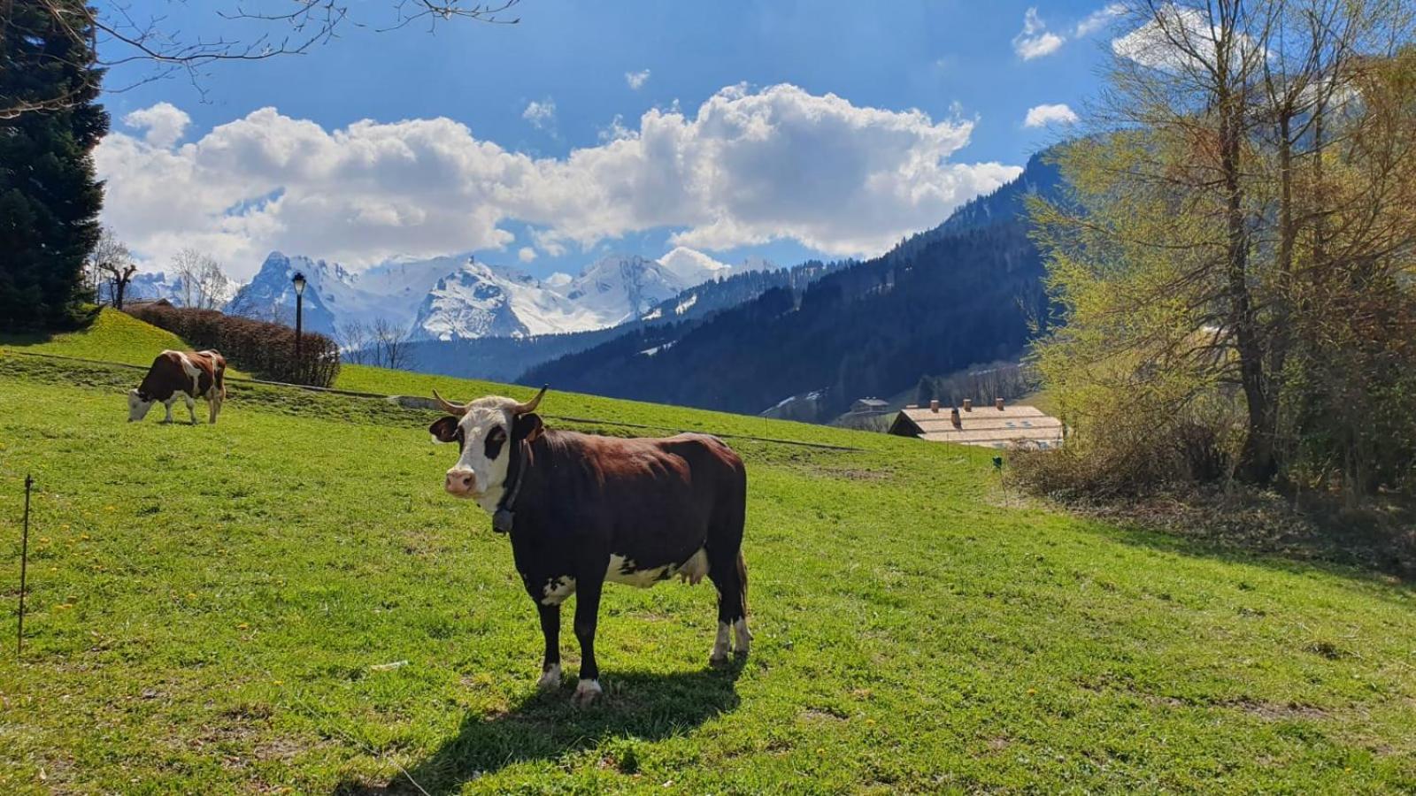 Le Rookie Mountain Le Grand-Bornand
